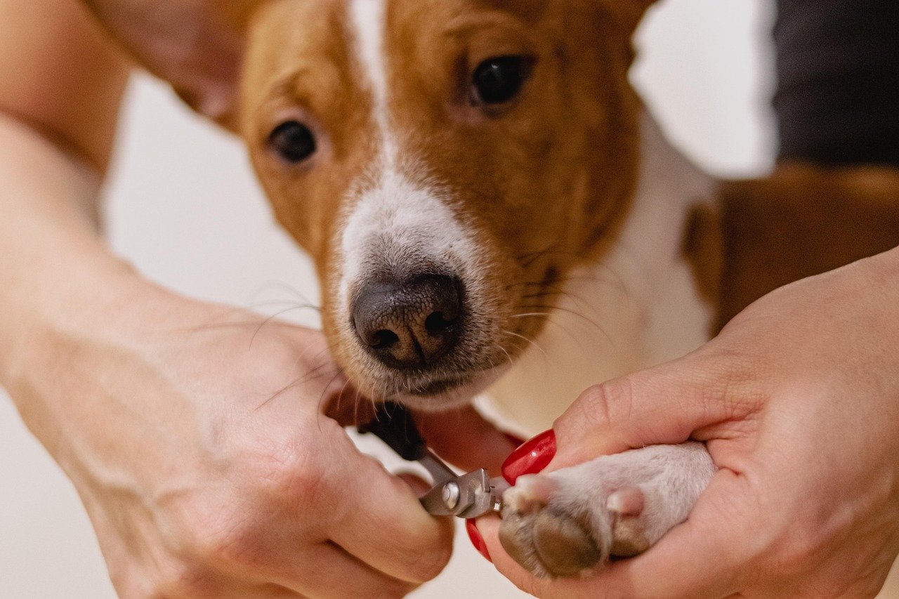 pet nail clipping
